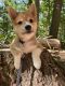 Shiba Inu Puppies for sale in Middletown, CT, USA. price: NA