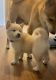 Shiba Inu Puppies for sale in Bremerton, WA, USA. price: NA