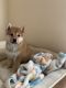 Shiba Inu Puppies for sale in Gainesville, FL, USA. price: $900