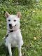 Shiba Inu Puppies for sale in Windsor, NY 13865, USA. price: NA