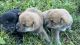 Shiba Inu Puppies for sale in 22 Orchard Ave, Bethlehem, CT 06751, USA. price: NA