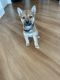 Shiba Inu Puppies for sale in South Loop, Chicago, IL, USA. price: $800