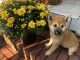 Shiba Inu Puppies for sale in Norfolk, VA, USA. price: $1,800