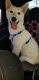 Shiba Inu Puppies for sale in Wilmington, IL 60481, USA. price: $3,500