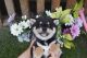 Shiba Inu Puppies for sale in San Diego, CA, USA. price: $3,800