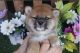 Shiba Inu Puppies for sale in San Diego, CA, USA. price: $3,800