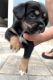 Shiba Inu Puppies for sale in Garrison, MD 21117, USA. price: NA