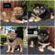 Shiba Inu Puppies for sale in Rochester, IN 46975, USA. price: $1,000