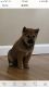 Shiba Inu Puppies for sale in Monroe Township, NJ 08831, USA. price: NA