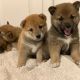 Shiba Inu Puppies for sale in Kentucky Way, Freehold Township, NJ 07728, USA. price: $550