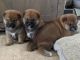 Shiba Inu Puppies for sale in Bronx, NY, USA. price: NA