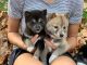 Shiba Inu Puppies for sale in 55001 AL-17, Sulligent, AL 35586, USA. price: $550