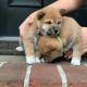 Shiba Inu Puppies for sale in Anchorage, AK, USA. price: $550
