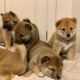 Shiba Inu Puppies for sale in Phoenix, AZ, USA. price: $550