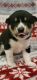 Shiba Inu Puppies for sale in Weatherford, TX, USA. price: NA