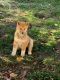 Shiba Inu Puppies for sale in Santa Clara, CA 95050, USA. price: $3,200