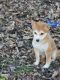 Shiba Inu Puppies for sale in Columbus, OH 43223, USA. price: NA