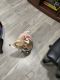 Shiba Inu Puppies for sale in Daytona Beach, FL, USA. price: NA