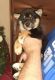 Shiba Inu Puppies for sale in Monroe, MI, USA. price: $1,200