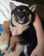 Shiba Inu Puppies for sale in Monroe, MI, USA. price: $1,200