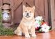 Shiba Inu Puppies for sale in Puerto Rico Dr, Texas 78676, USA. price: NA