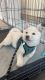 Shiba Inu Puppies for sale in Washington, DC, USA. price: $1,200
