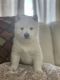 Shiba Inu Puppies for sale in Hialeah, FL 33012, USA. price: NA