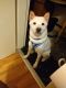 Shiba Inu Puppies for sale in Youngstown, OH, USA. price: NA