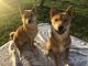 Shiba Inu Puppies for sale in Bonaire, GA 31005, USA. price: $1,500