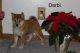 Shiba Inu Puppies for sale in Thorp, WI 54771, USA. price: $800
