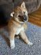 Shiba Inu Puppies for sale in Brick Township, NJ, USA. price: NA