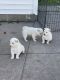 Shiba Inu Puppies for sale in Virginia Beach, VA, USA. price: $1,500