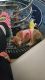Shiba Inu Puppies for sale in Jacksonville, FL, USA. price: NA