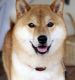 Shiba Inu Puppies for sale in Potomac, MD, USA. price: NA