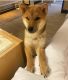 Shiba Inu Puppies for sale in 8711 Burton Way, West Hollywood, CA 90048, USA. price: $1,500