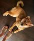 Shiba Inu Puppies for sale in 8711 Burton Way, West Hollywood, CA 90048, USA. price: NA