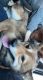 Shiba Inu Puppies for sale in Ashland, NH, USA. price: $400