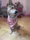Shiba Inu Puppies for sale in Brooklyn, NY 11238, USA. price: NA