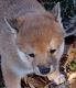 Shiba Inu Puppies for sale in Alcoa, TN, USA. price: $400