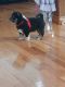 Shiba Inu Puppies for sale in Grabill, IN 46741, USA. price: $1,500