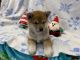 Shiba Inu Puppies for sale in Phillipsburg, NJ 08865, USA. price: $2,500