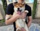 Shiba Inu Puppies for sale in Eastvale, CA, USA. price: $2,700