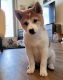 Shiba Inu Puppies for sale in Orlando, FL, USA. price: $3,000