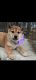 Shiba Inu Puppies for sale in 9776 TX-171, Itasca, TX 76055, USA. price: $1,700