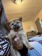 Shiba Inu Puppies for sale in Newport, TN 37821, USA. price: NA