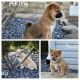 Shiba Inu Puppies for sale in Rochester, IN 46975, USA. price: $1,200