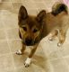 Shiba Inu Puppies for sale in Riverview, FL, USA. price: NA