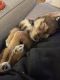 Shiba Inu Puppies for sale in Shelton, CT 06484, USA. price: NA