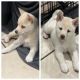 Shiba Inu Puppies for sale in Bergenfield, NJ 07621, USA. price: $1,500