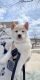 Shiba Inu Puppies for sale in Fall River, MA, USA. price: $800